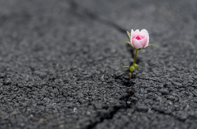 How to Build a Culture That Cultivates Resilience